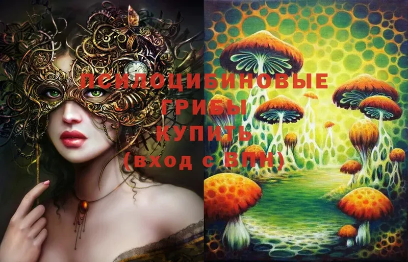 Псилоцибиновые грибы Cubensis  Волхов 